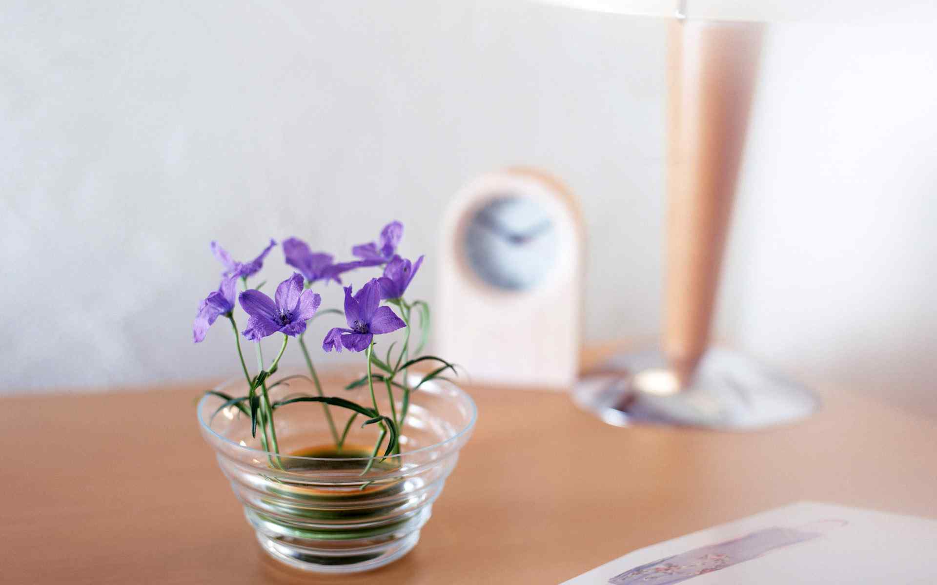 小清新花卉植物文艺风景桌面壁纸