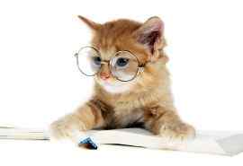 搞怪戴眼镜的小猫咪可爱桌面壁纸