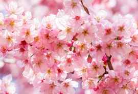 唯美的桃花风景图片高清桌面壁纸