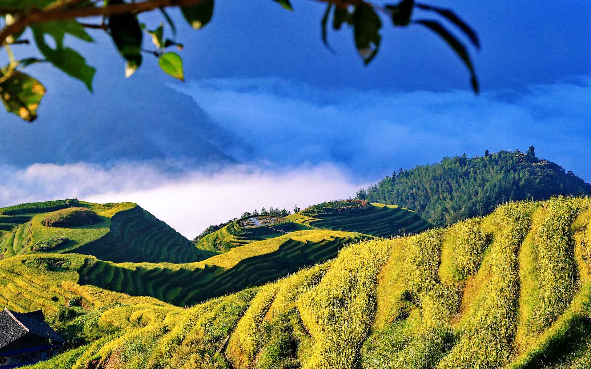唯美的广西龙脊梯田风景图片