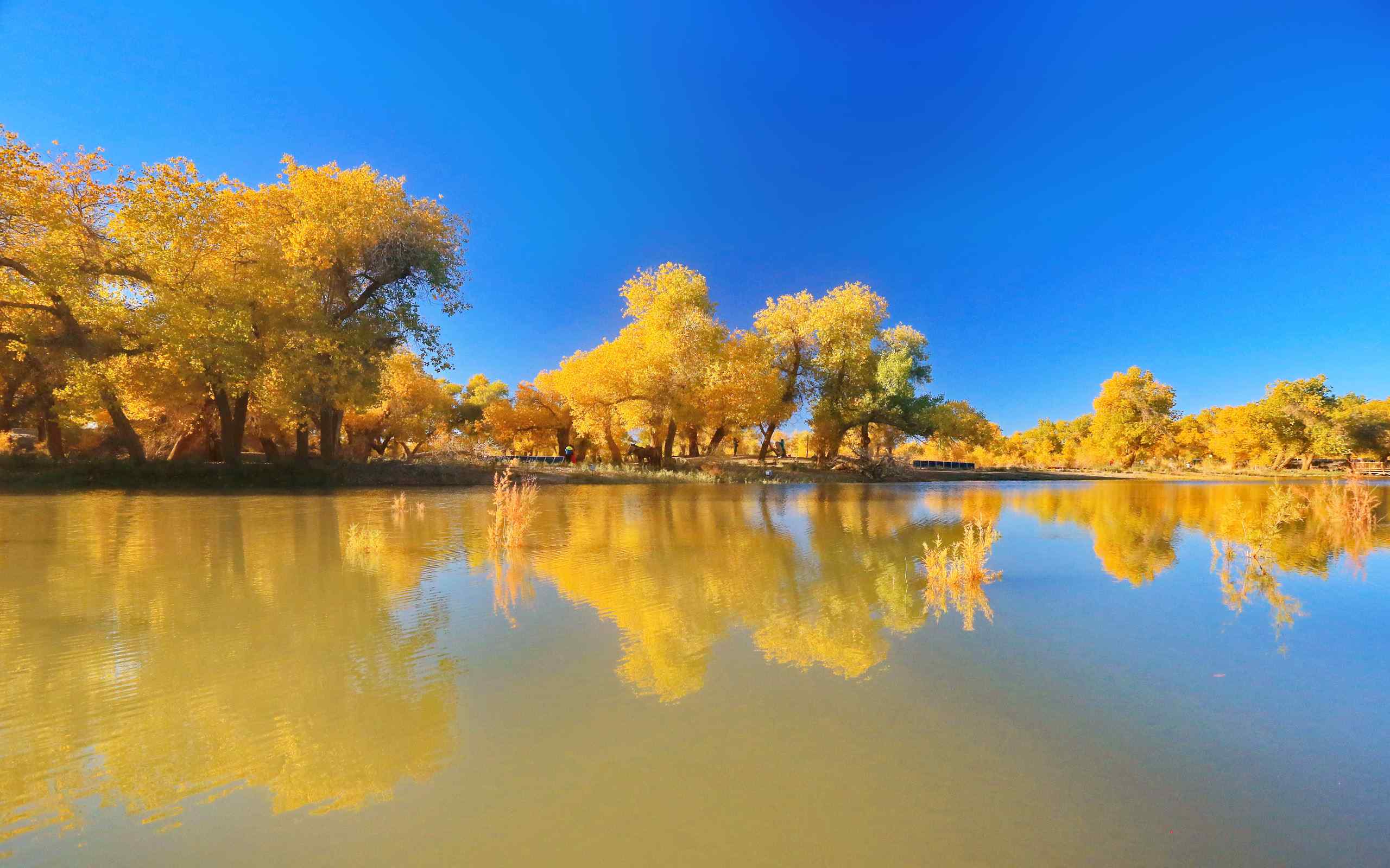美丽的内蒙古额济纳胡杨林风景图片