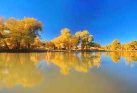美丽的内蒙古额济纳胡杨林风景图片