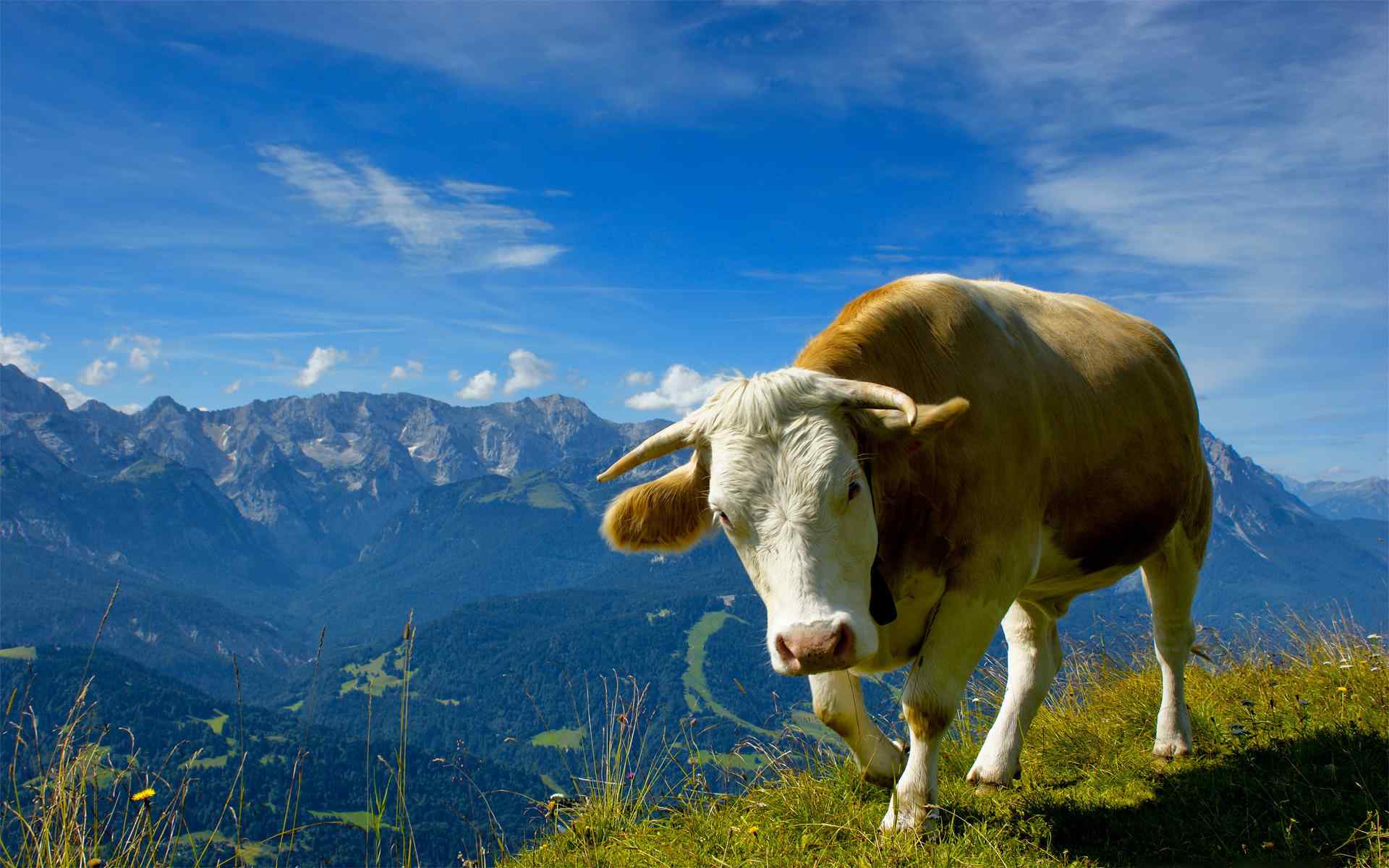 可爱的奶牛雨草原风景桌面壁纸