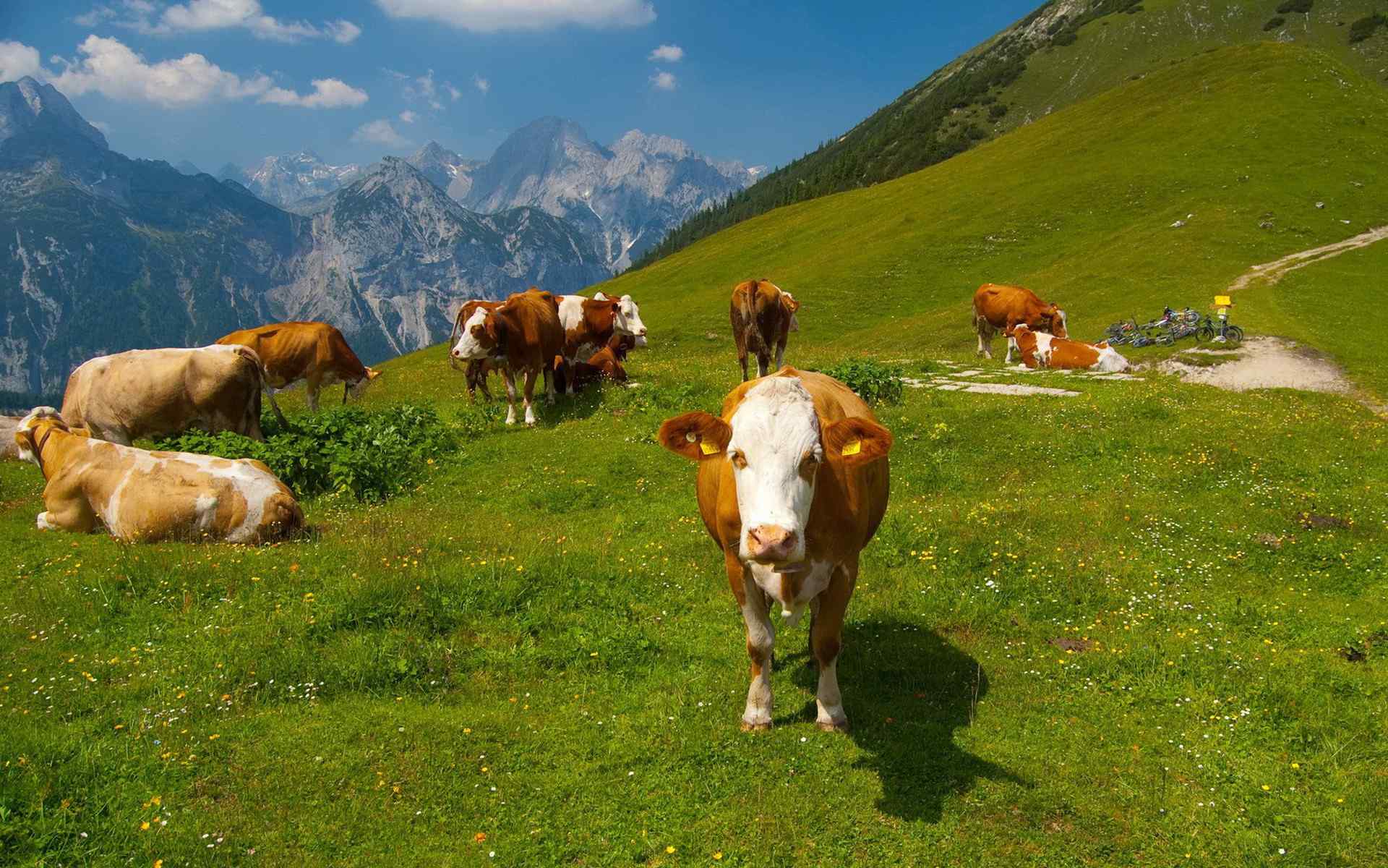 可爱的奶牛雨草原风景桌面壁纸
