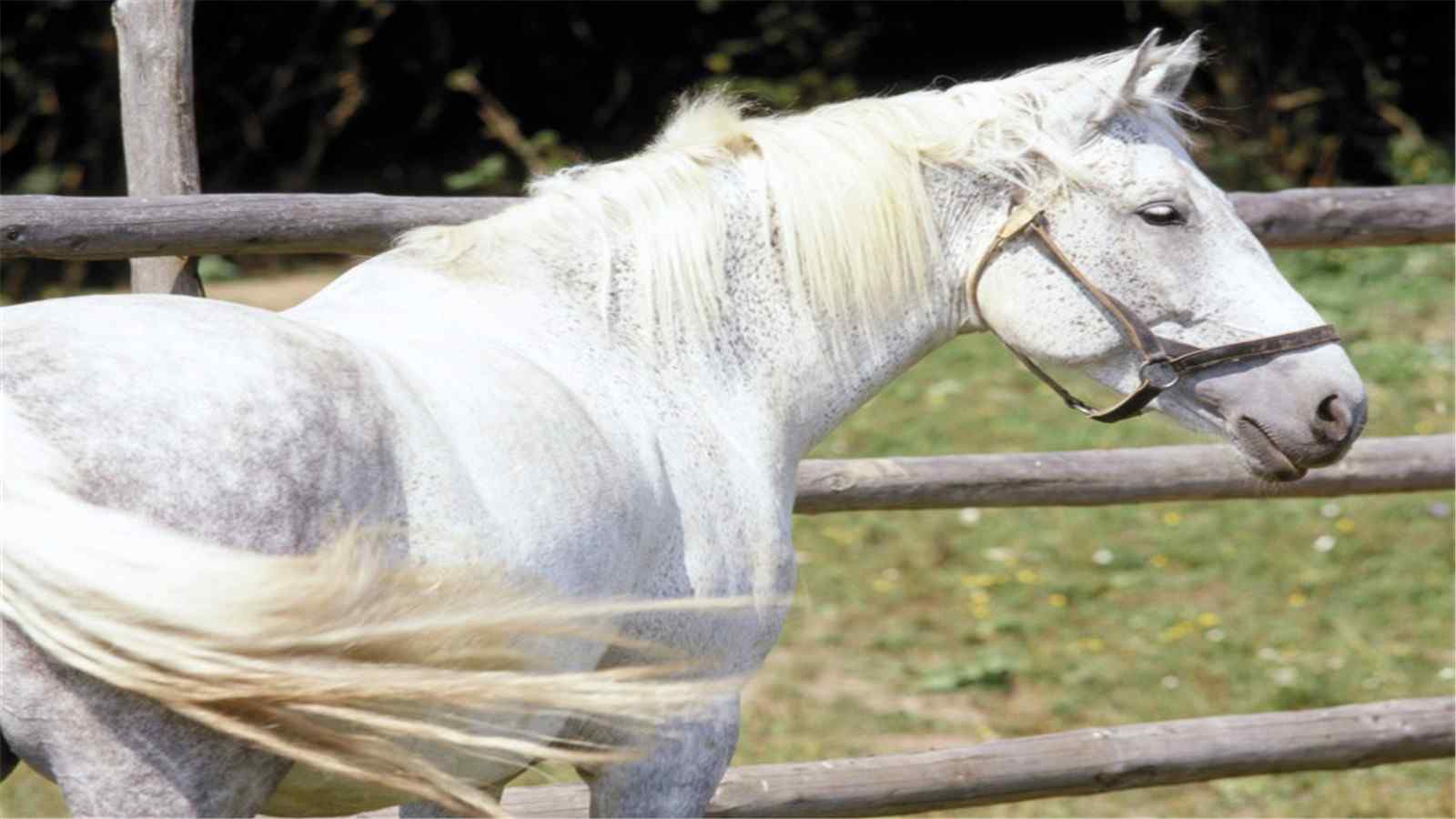 可爱的白色骏马高清桌面图片