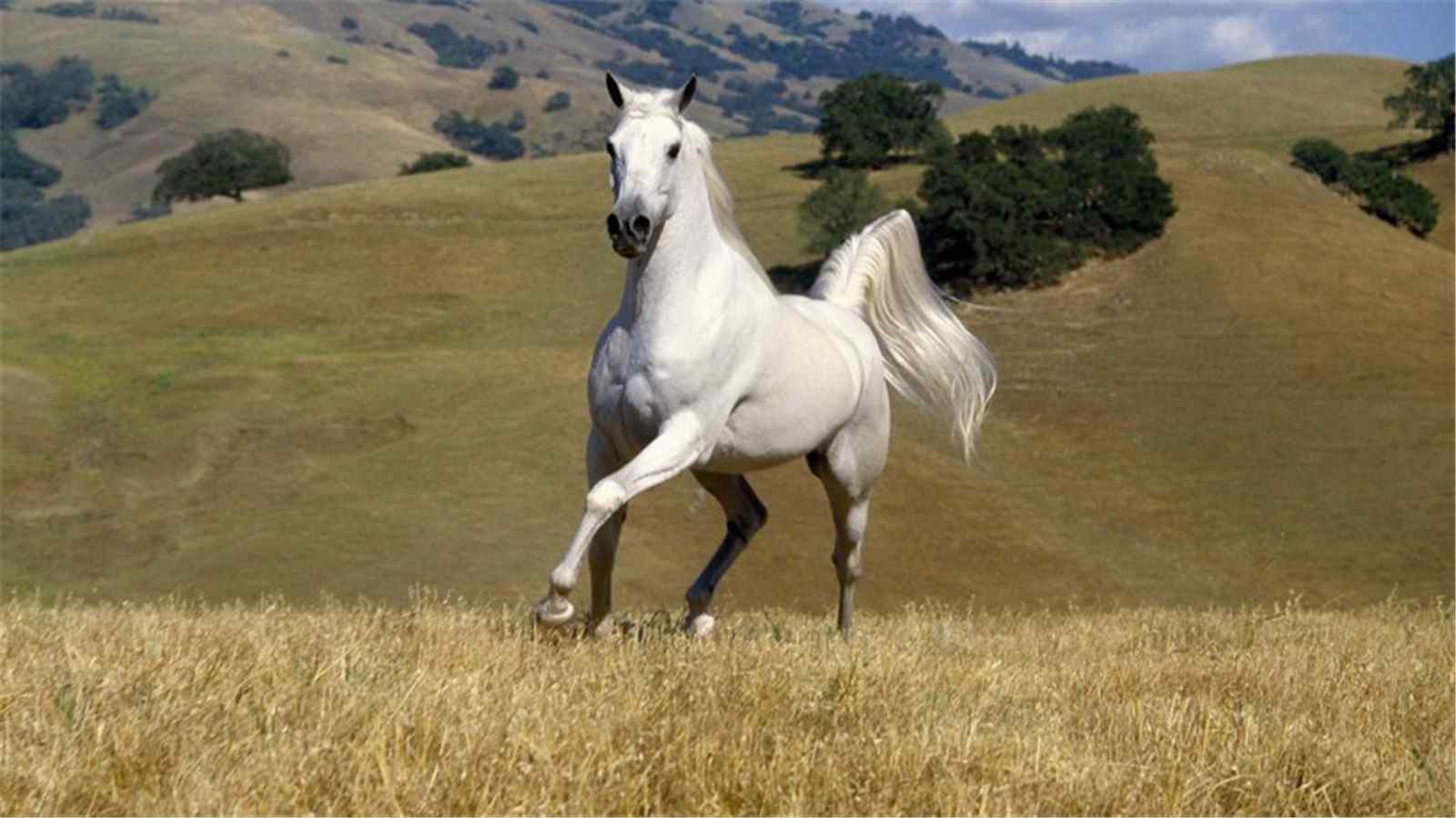 可爱的白色骏马高清桌面图片