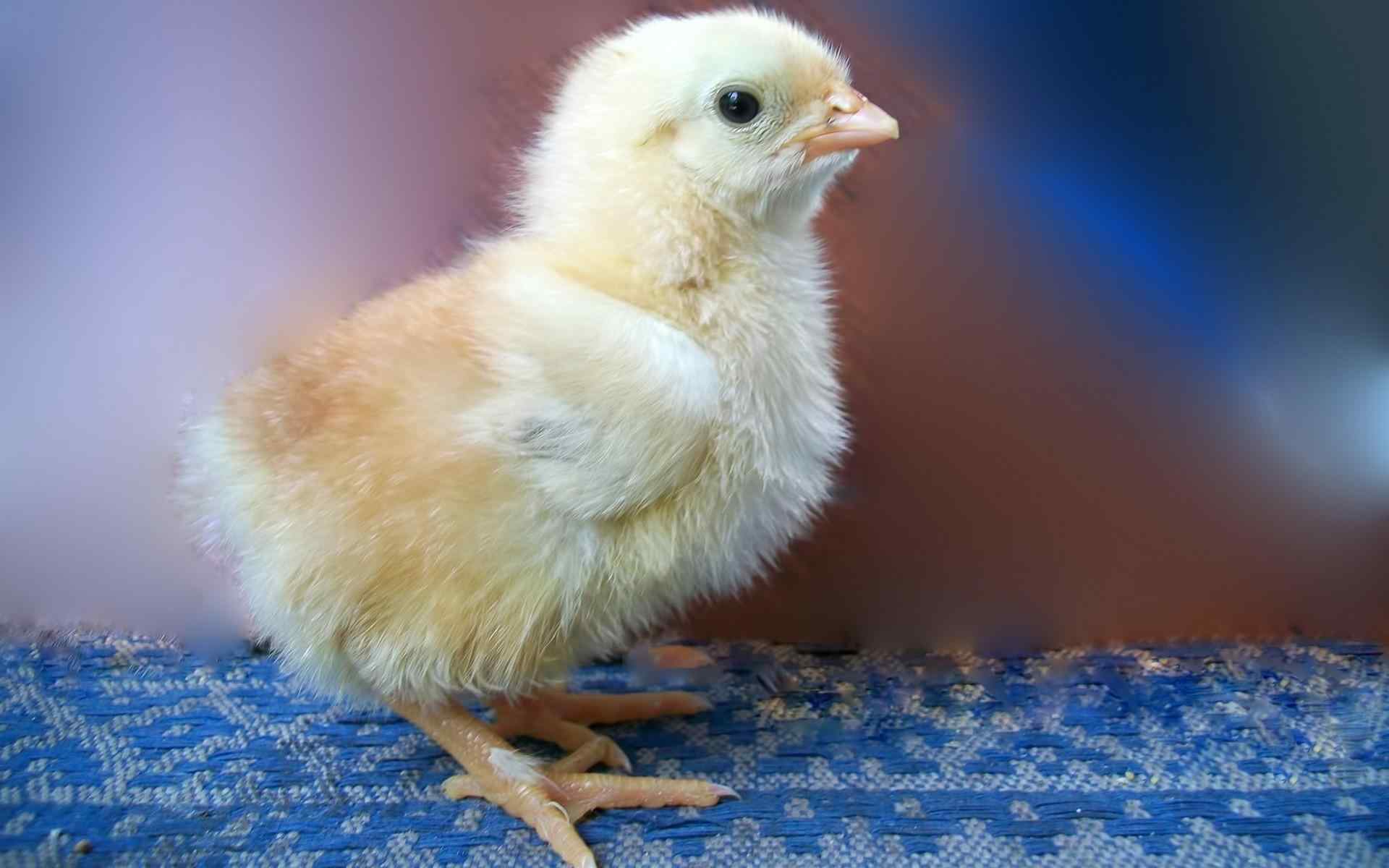 超级可爱的小鸡桌面高清壁纸