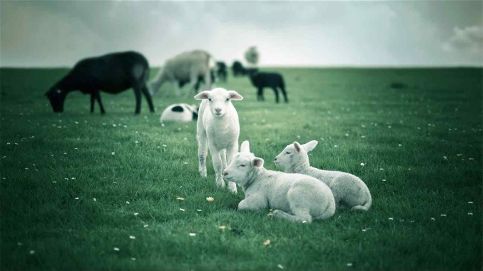 可爱的小绵羊清新摄影图片