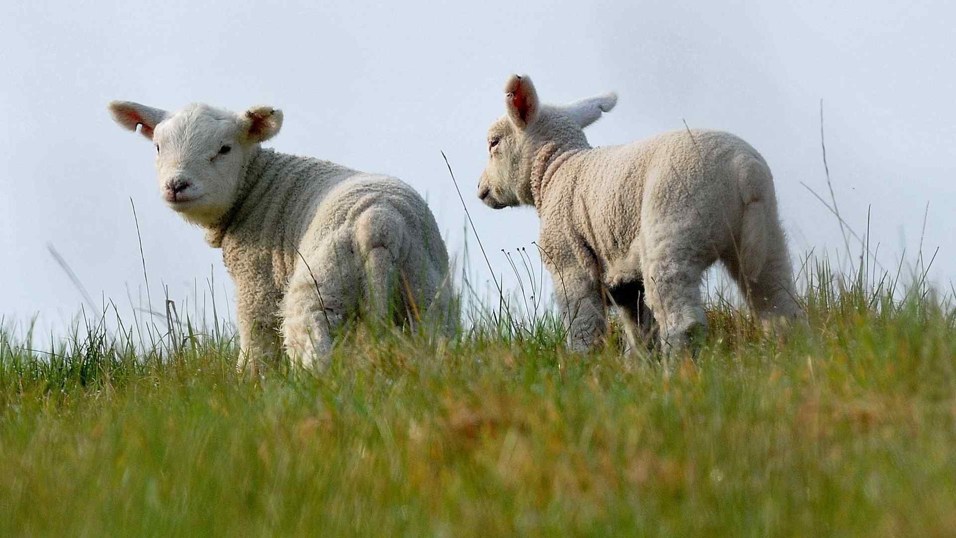 可爱的草原上的小羊羔桌面壁纸图片