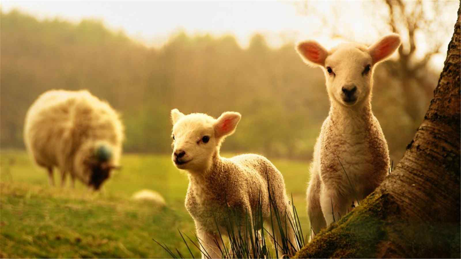 草原可爱动物绵羊高清桌面壁纸