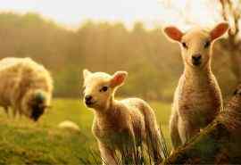 草原可爱动物绵羊