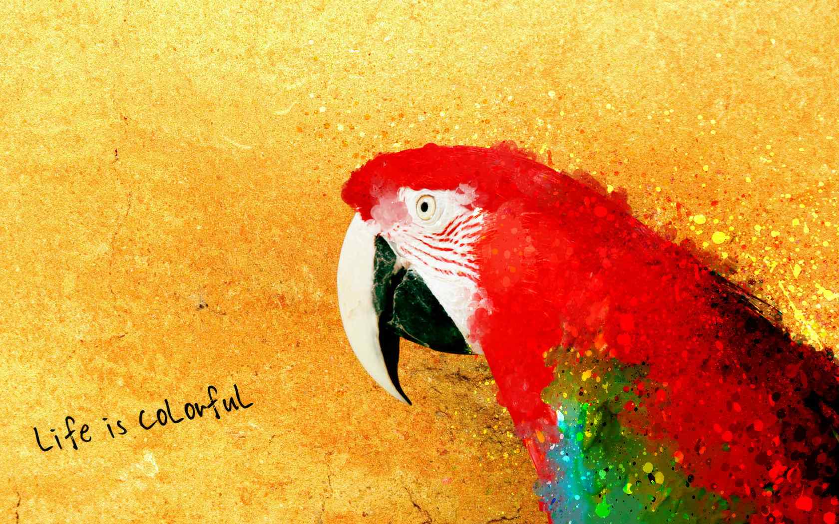 可爱的红色鹦鹉写真图片桌面壁纸