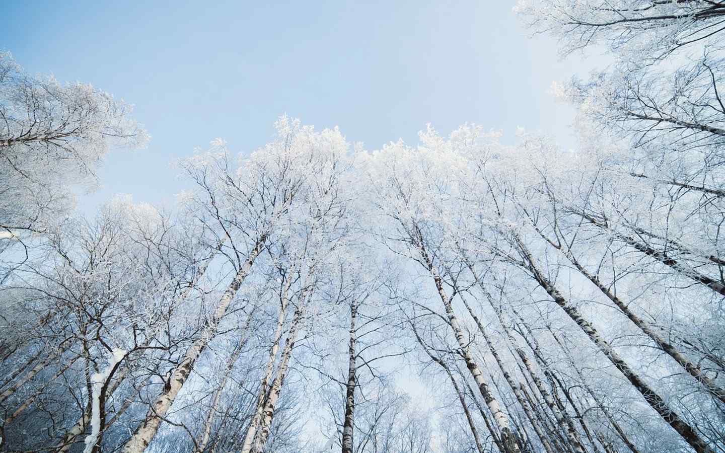 唯美的冬日雪景高清桌面壁纸