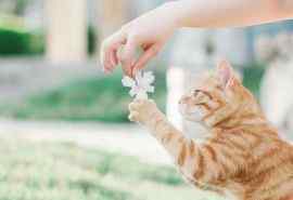 小清新猫咪与花朵唯美写真图片