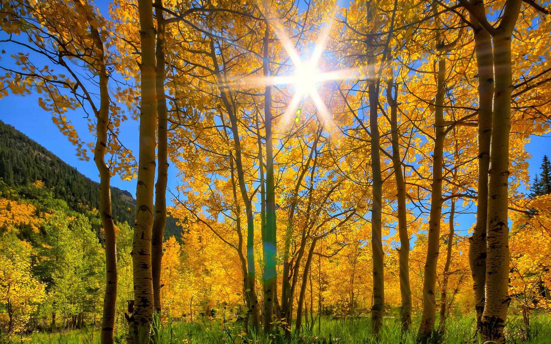 秋天唯美阳光风景图片高清桌面壁纸