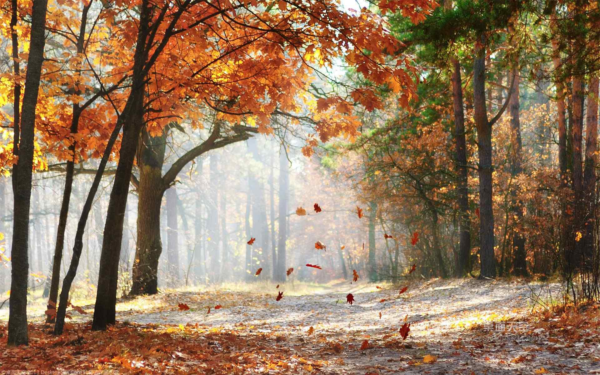 秋天唯美阳光风景图片高清桌面壁纸