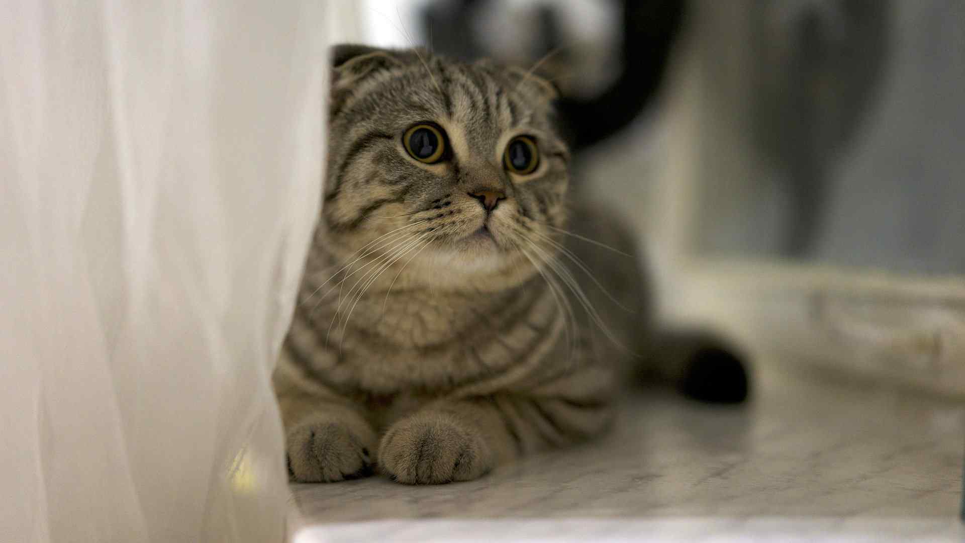 可爱的小猫咪高清桌面壁纸