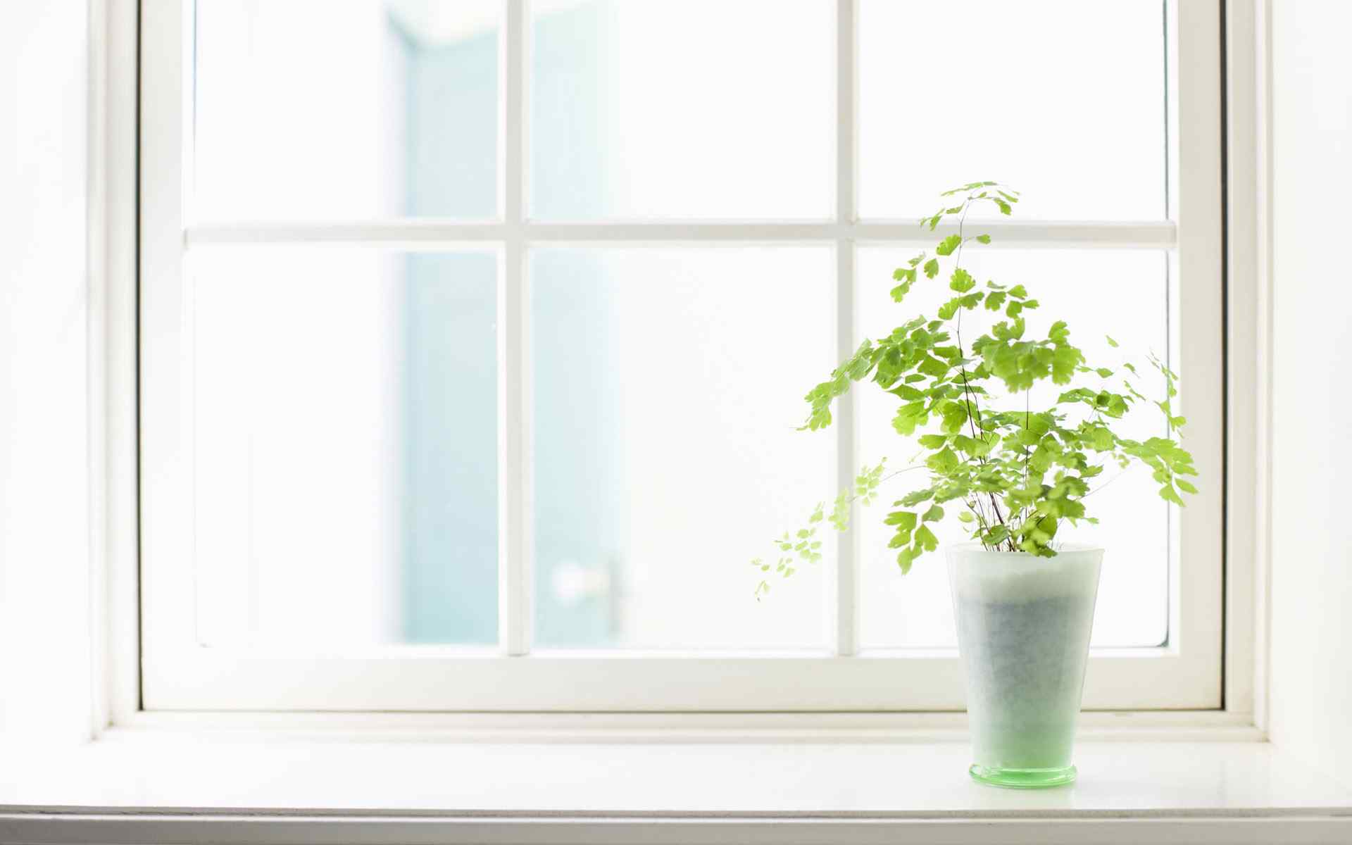 小清新绿色植物窗边写真高清壁纸