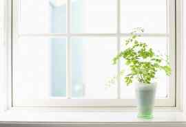 小清新绿色植物窗