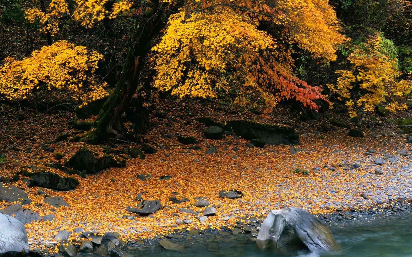 秋天枫叶铺地唯美风景图片高清桌面壁纸