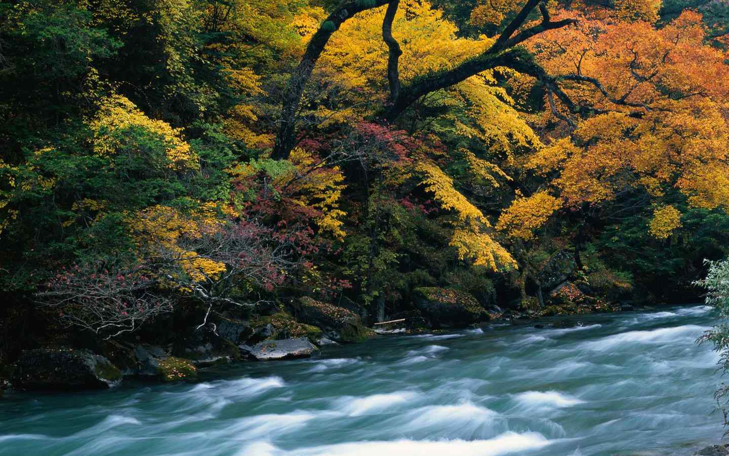秋天枫叶铺地唯美风景图片高清桌面壁纸