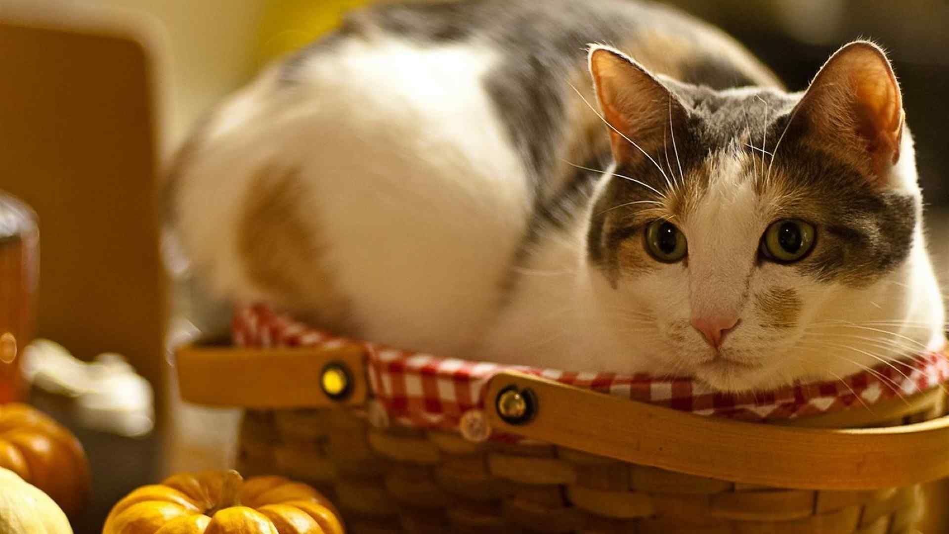 萌萌哒可爱的猫高清桌面壁纸