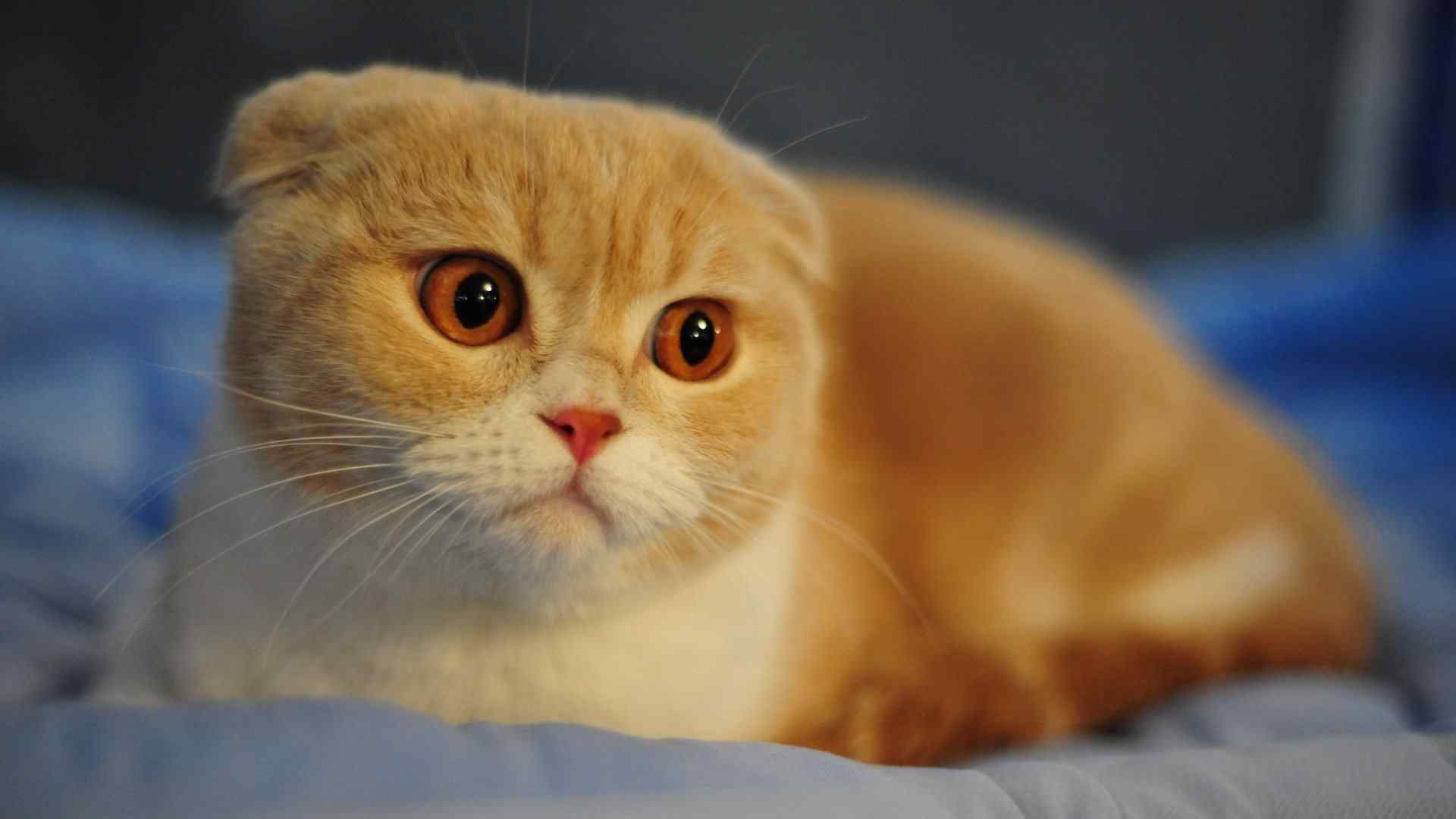 萌萌哒可爱的猫高清桌面壁纸