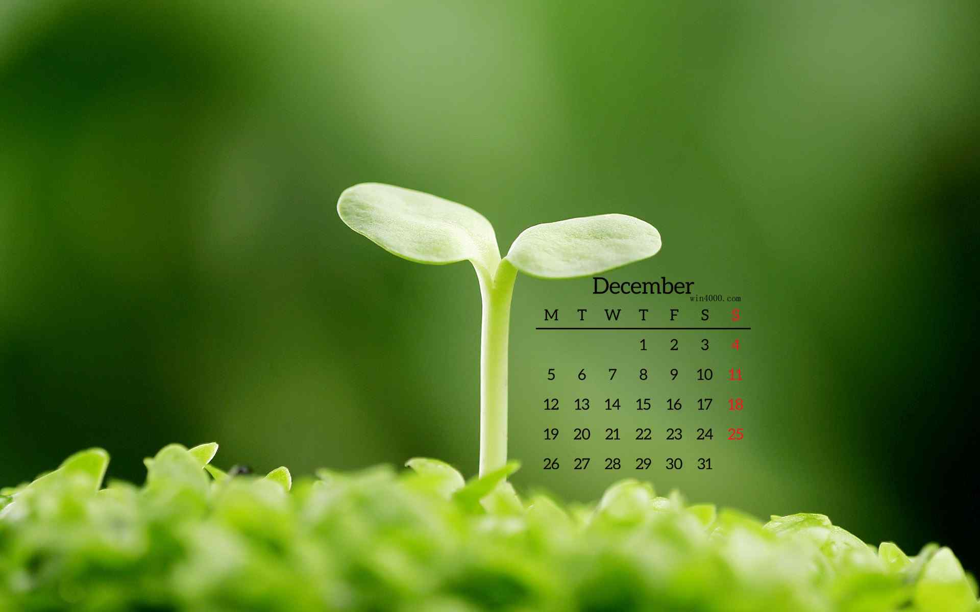 2016年12月日历绿色植物图片高清壁纸