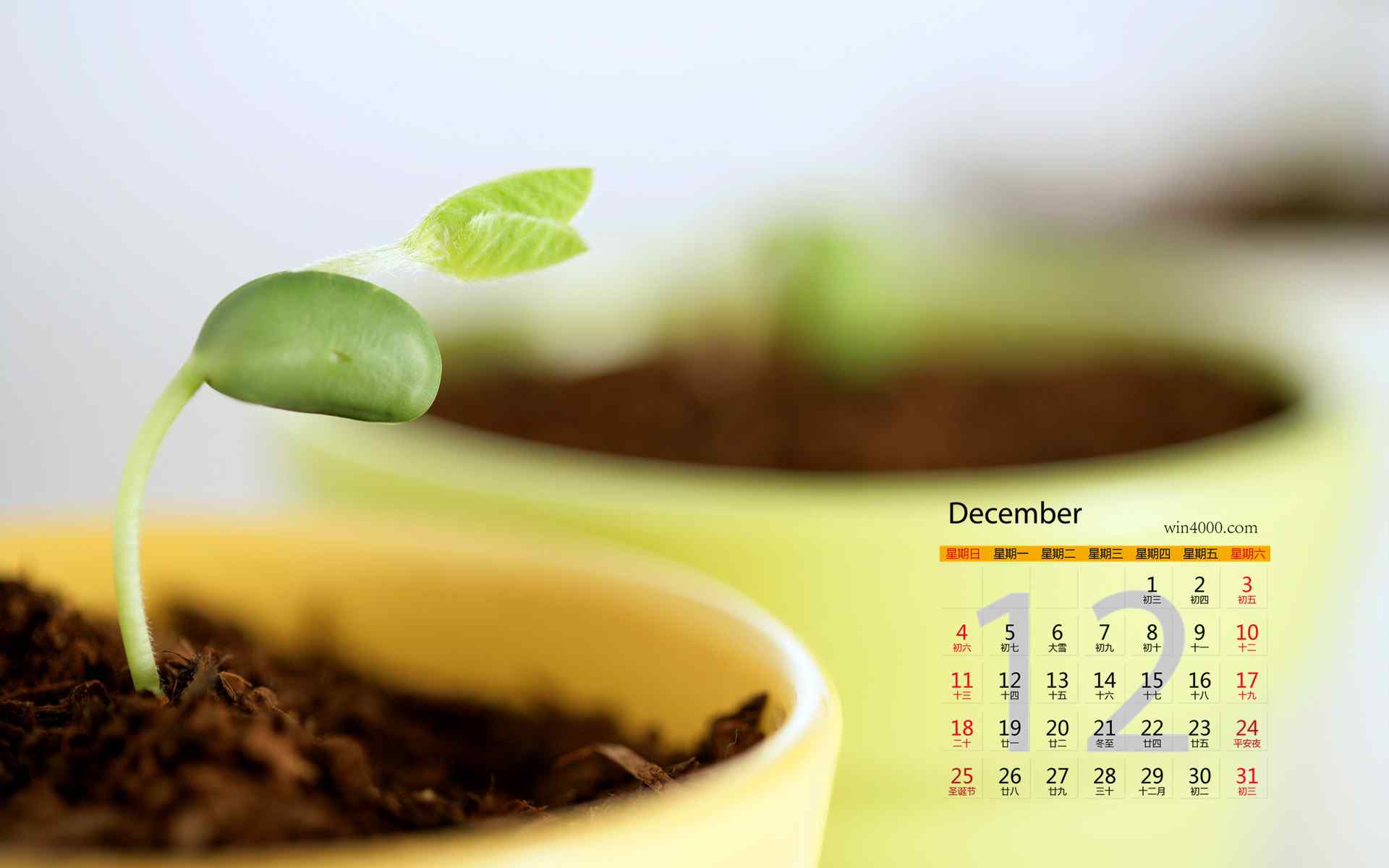 2016年12月日历绿色植物图片高清壁纸