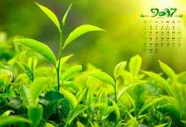 2017年1月日历绿色植物护眼桌面壁纸