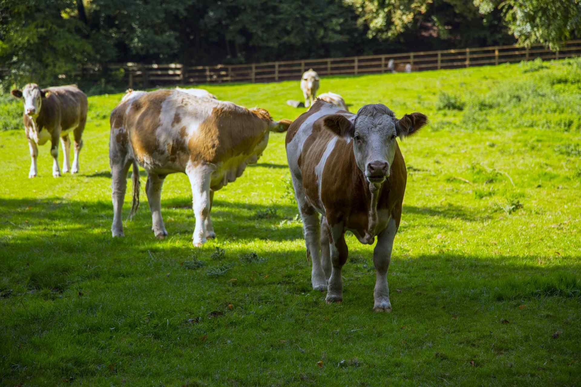 可爱呆萌的荷兰奶牛高清图片