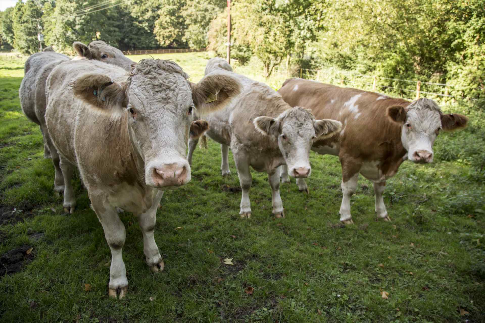 呆萌的荷兰奶牛高清摄影图片