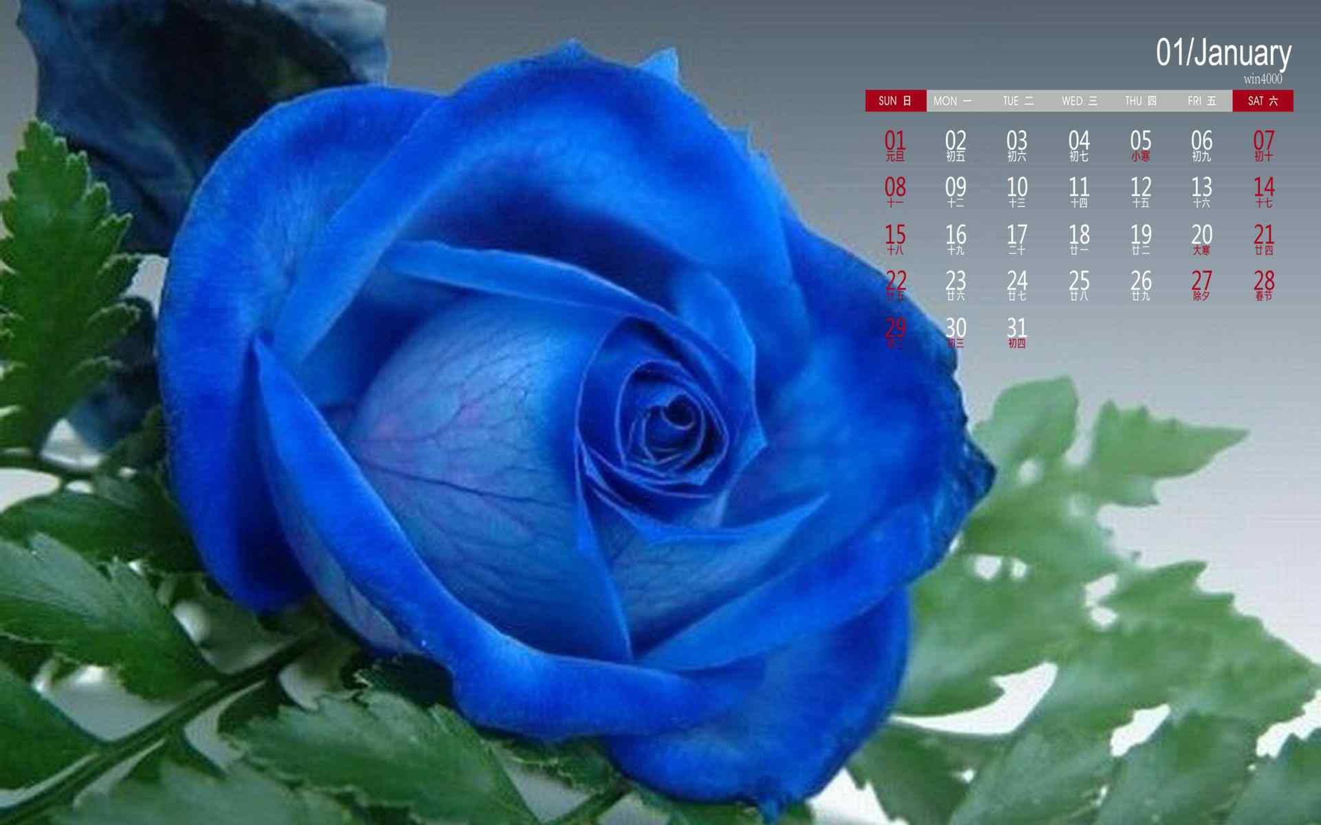 2017年1月日历蓝玫瑰高清桌面壁纸