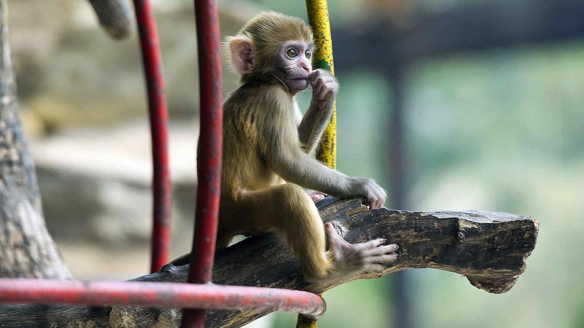 可爱猴子图片高清摄影图片