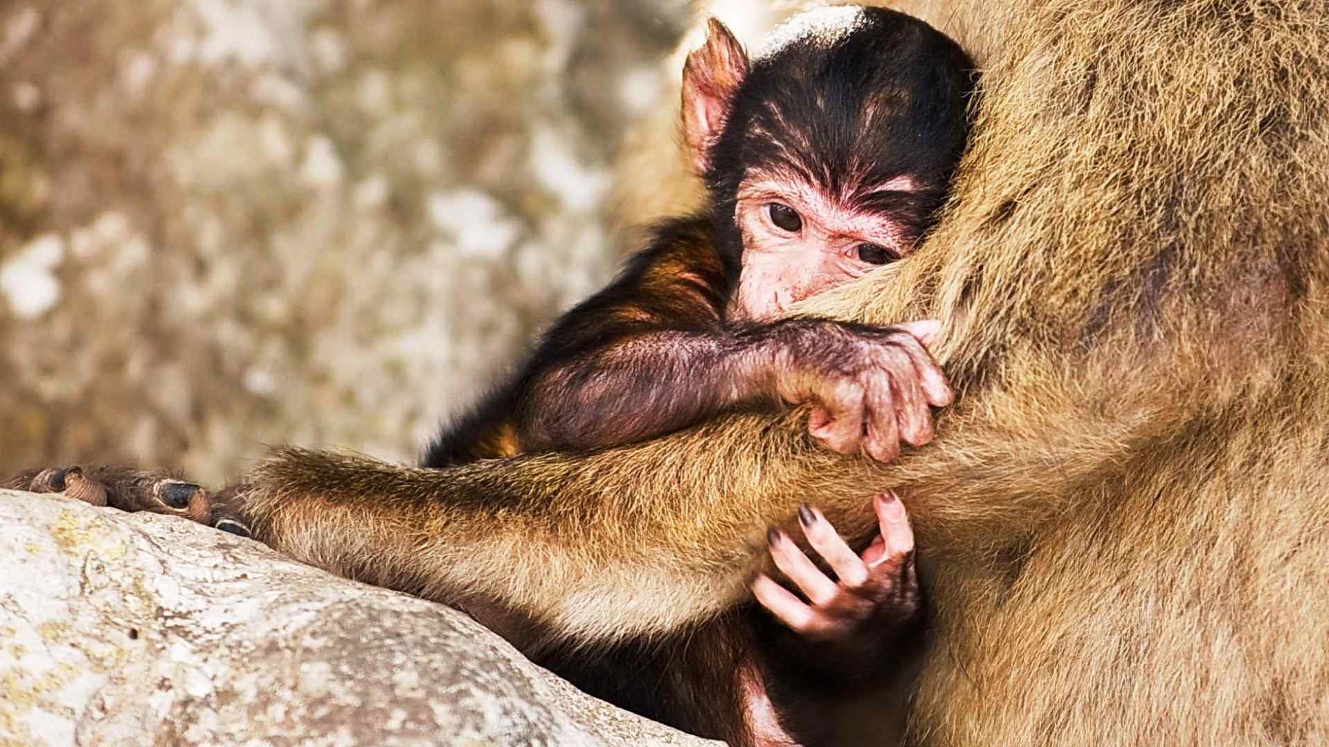 呆萌可爱的小猴子摄影图片高清壁纸