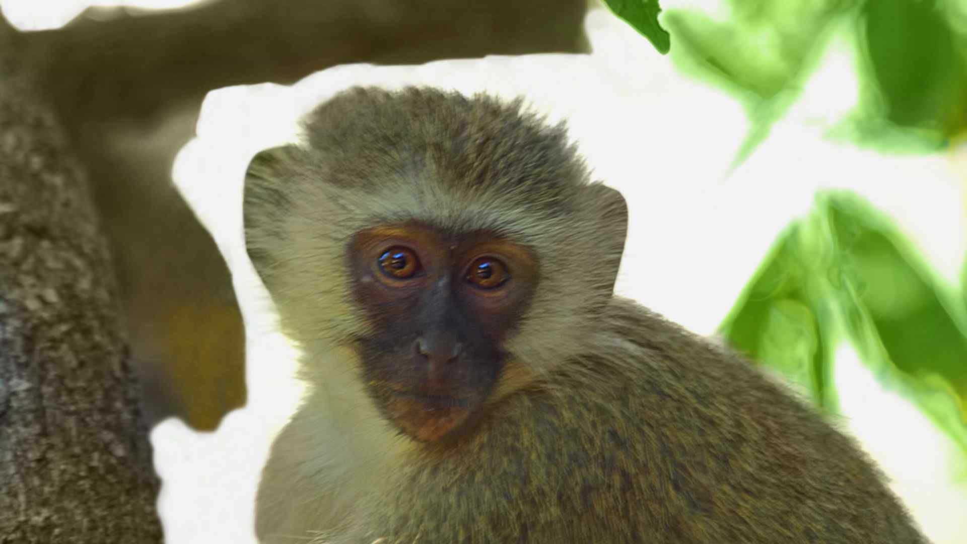 搞怪的可爱猴子写真图片