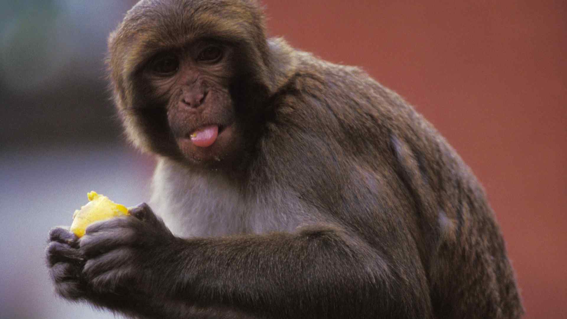 搞怪的可爱猴子写真图片