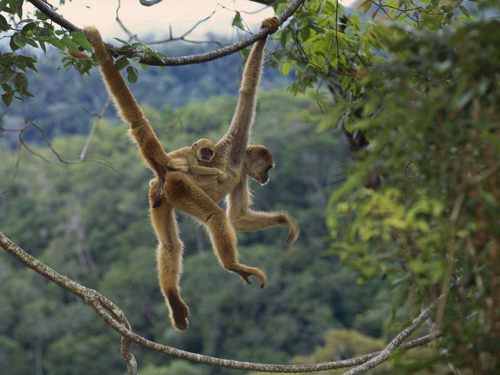 森林里的野生动物猴子高清摄影图片桌面壁纸