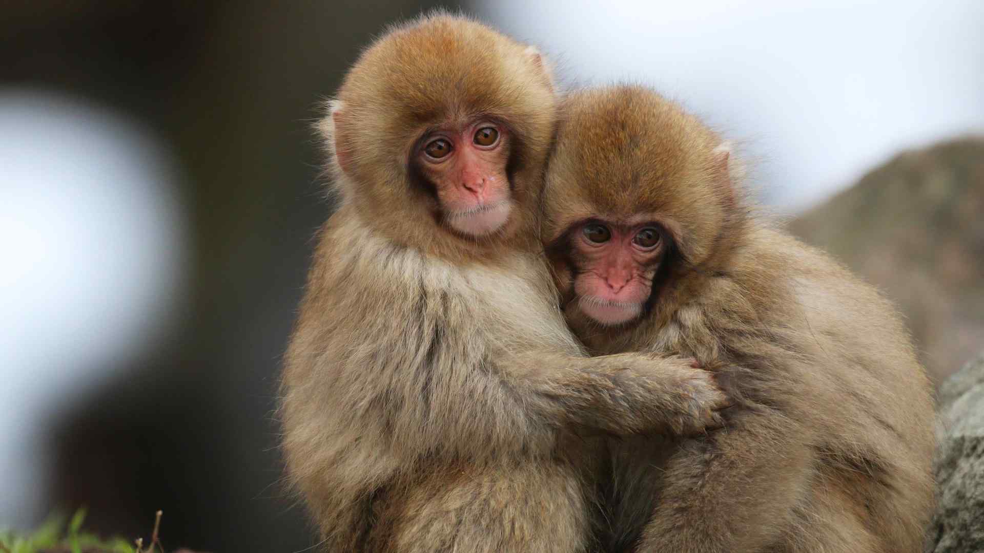 猴子可爱抱抱卖萌摄影图片高清桌面壁纸