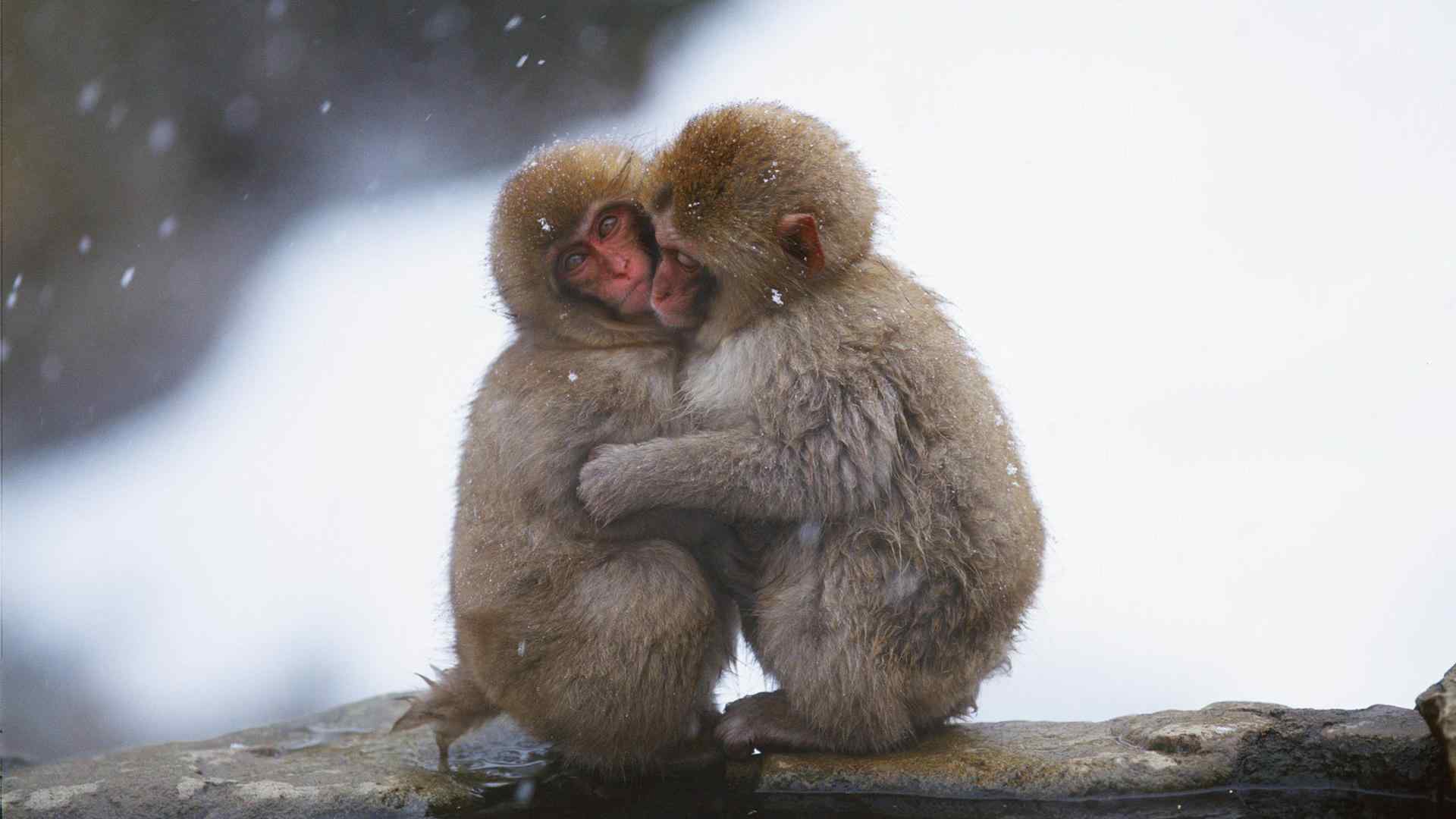 猴子可爱抱抱卖萌摄影图片高清桌面壁纸