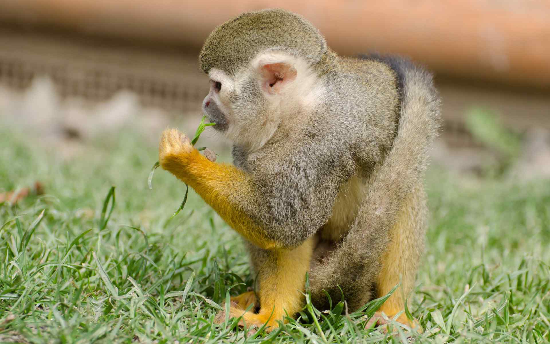 可爱动物图片松鼠猴高清壁纸