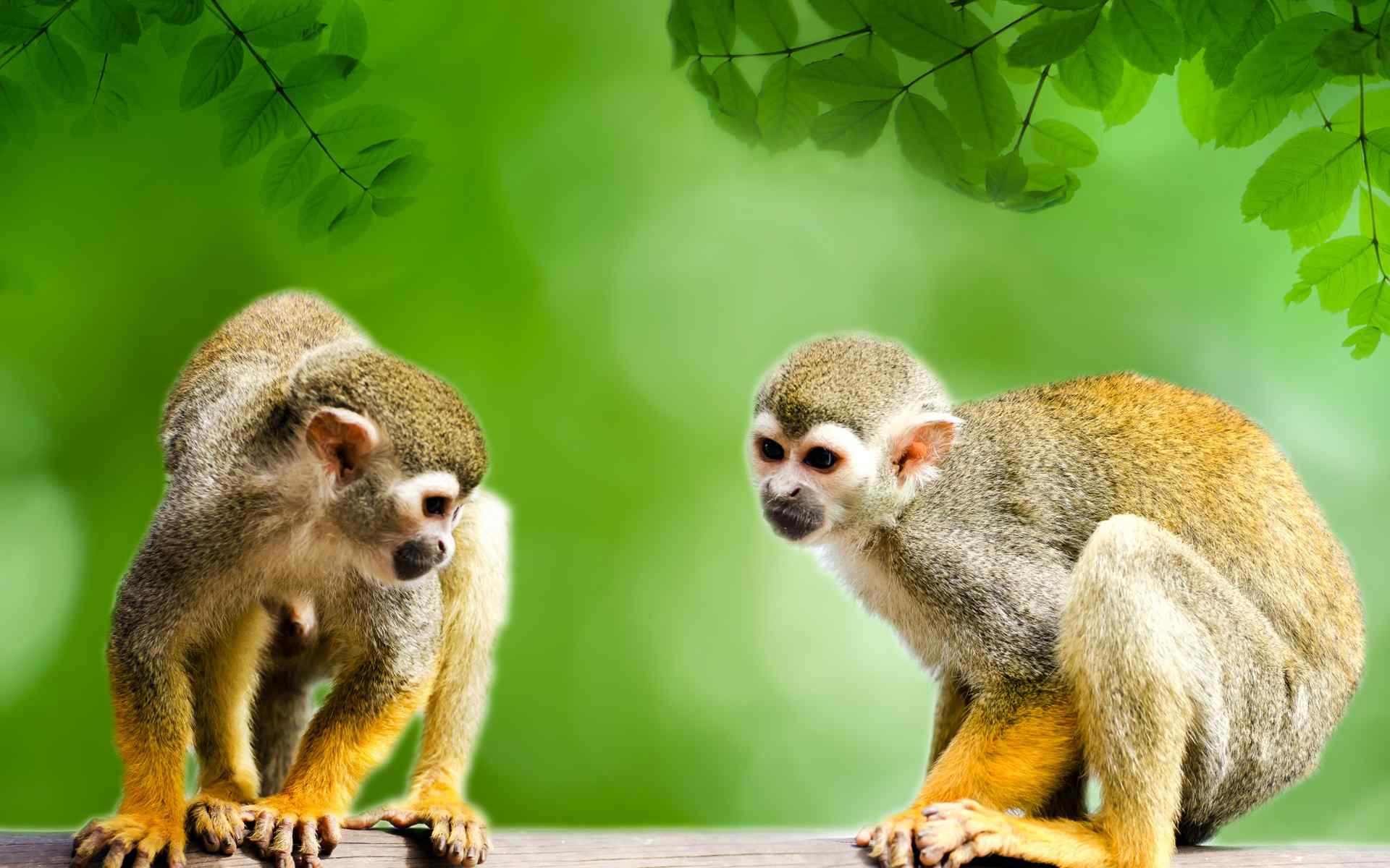 可爱动物图片松鼠猴高清壁纸