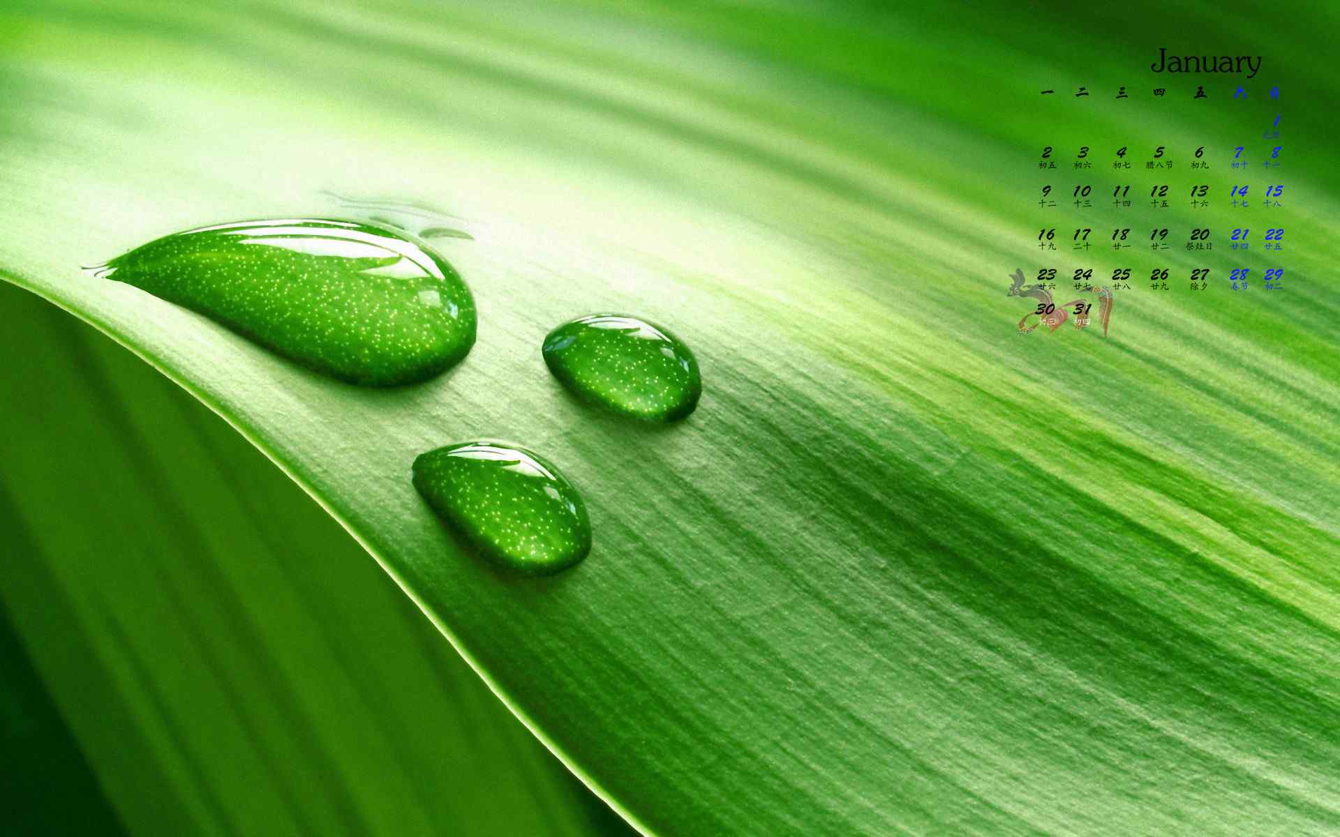 2017年1月日历小清新绿色植物护眼壁纸