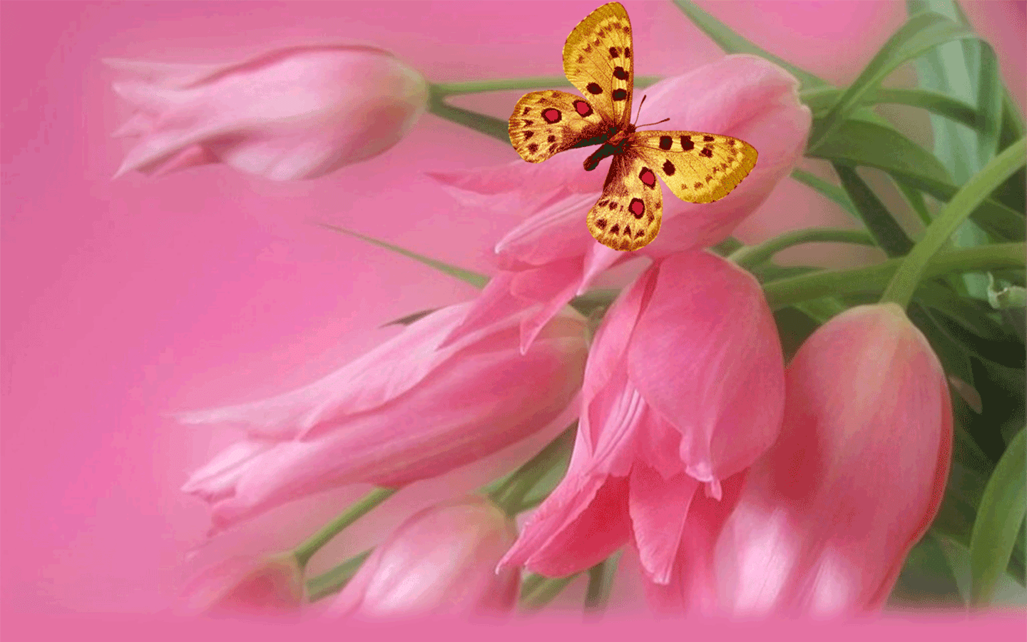 小清新花朵与蝴蝶护眼动态壁纸