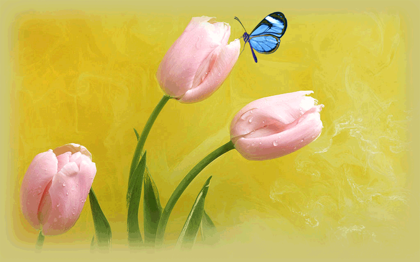 美丽的蝴蝶与花朵动态壁纸下载