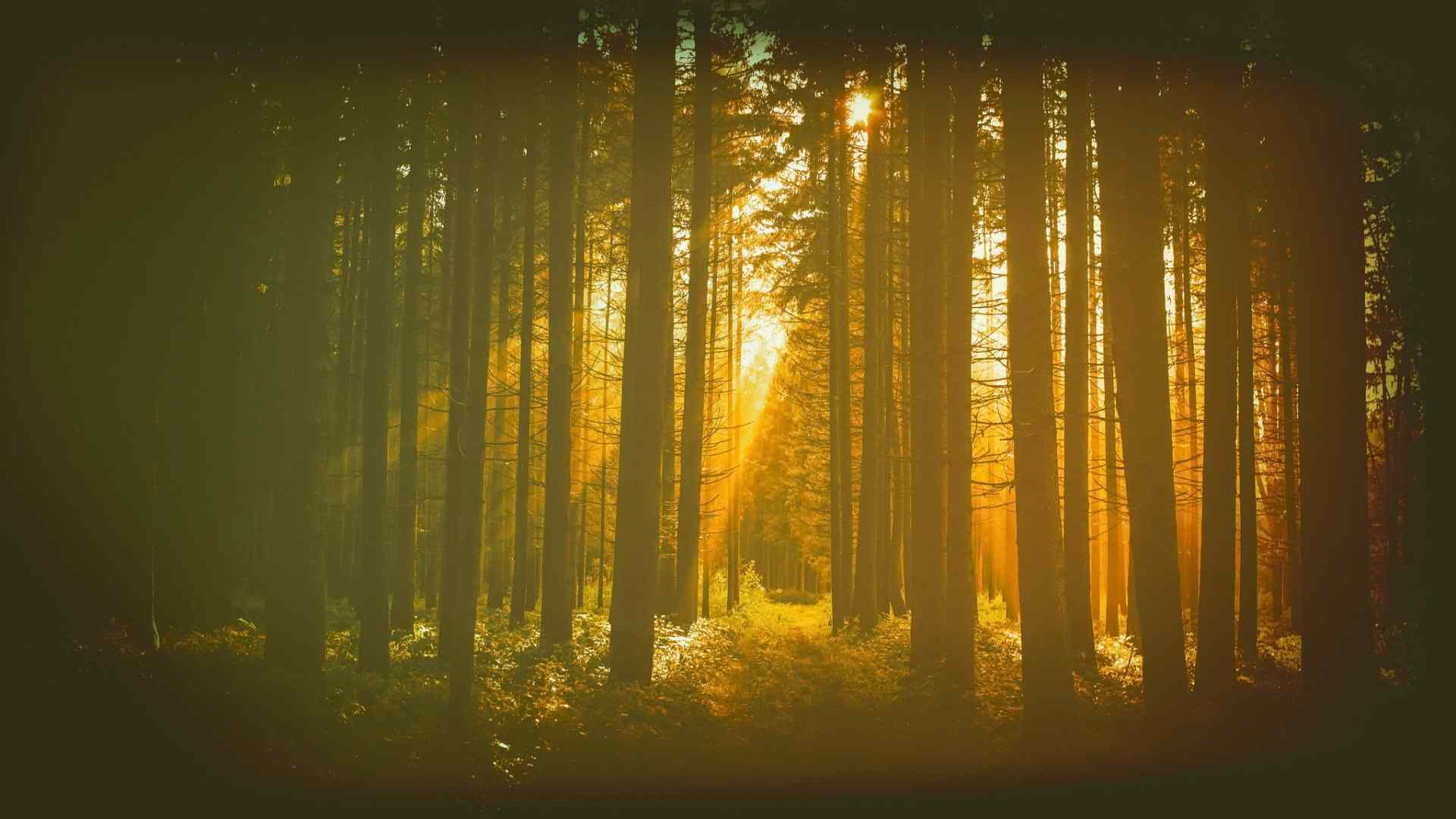 森林光影唯美图片高清摄影桌面壁纸