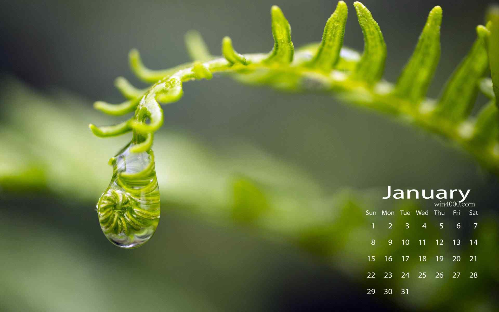 2017年1月日历可爱绿色植物图片桌面壁纸