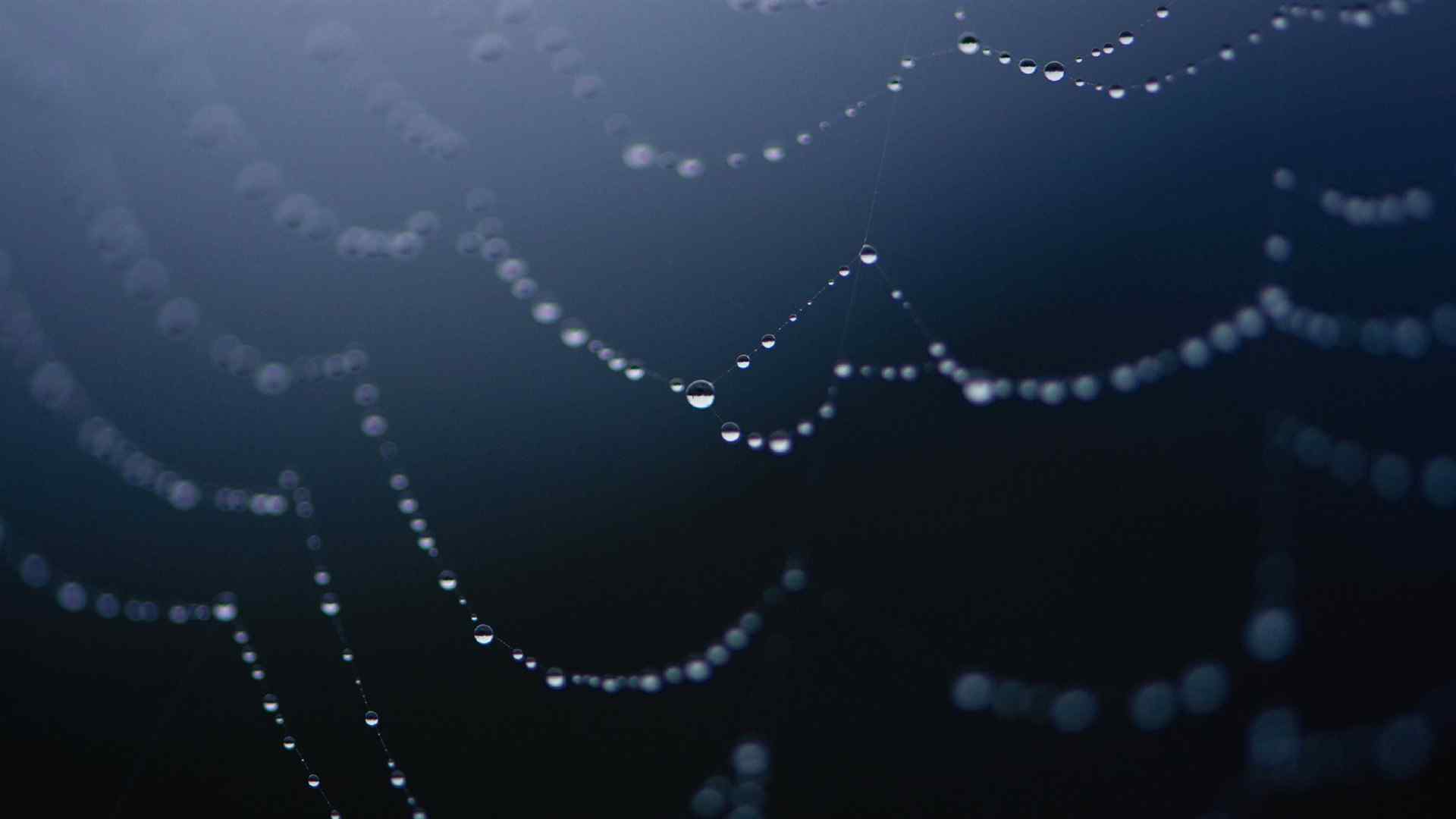 唯美壁纸之蜘蛛网上的露珠图片