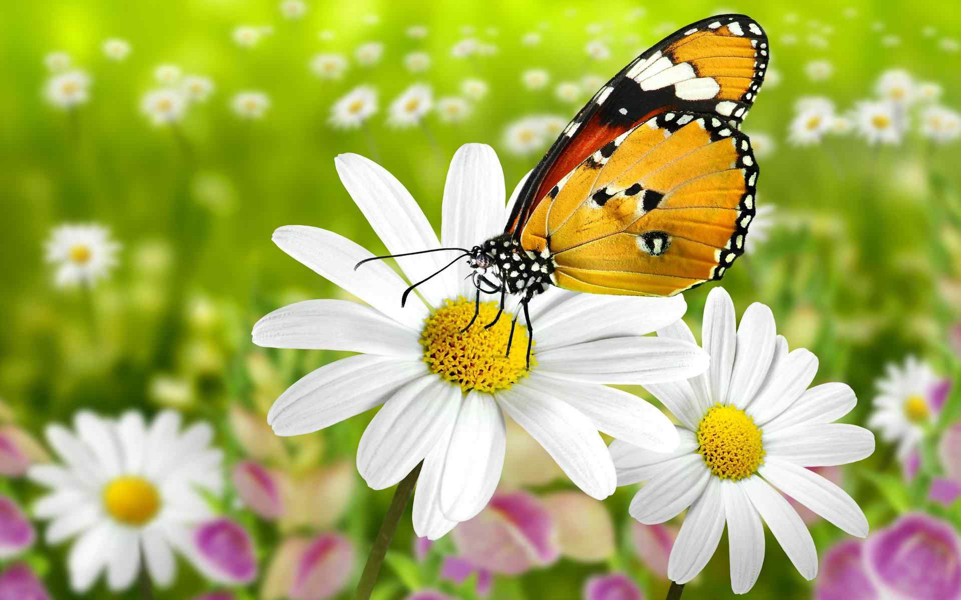 美丽的蝴蝶和花高清摄影图片壁纸