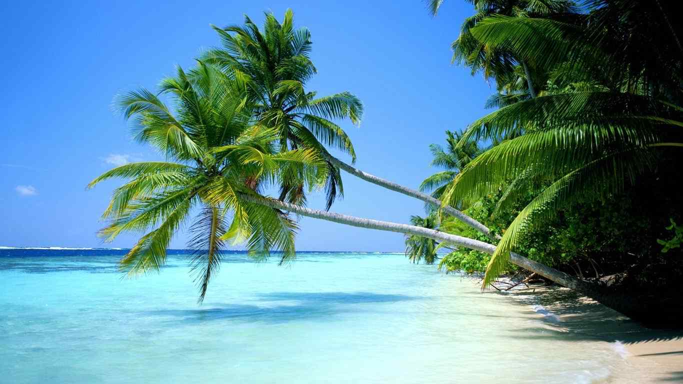 好看的沙滩椰树风景图片高清壁纸
